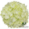 multiflora.com light green lg 2