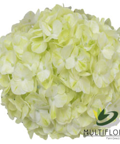 multiflora.com light green lg 2