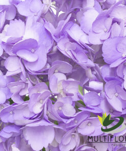 multiflora.com purple ll2