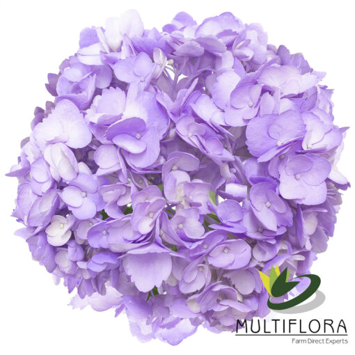 multiflora.com purple ll3