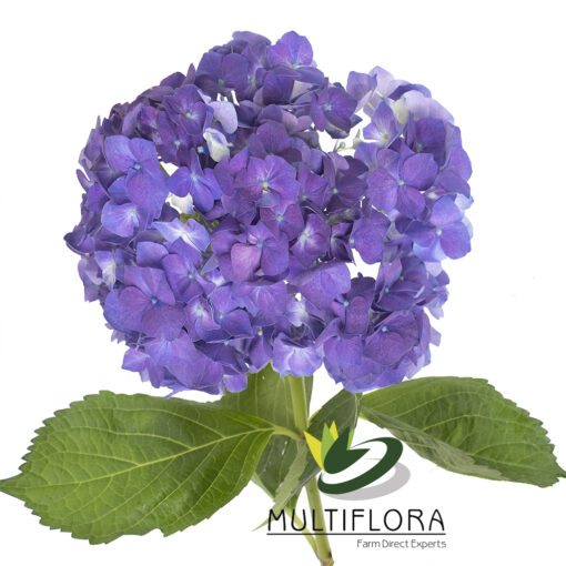 multiflora.com purple lp 2