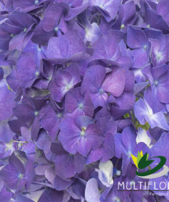 multiflora.com purple lp1