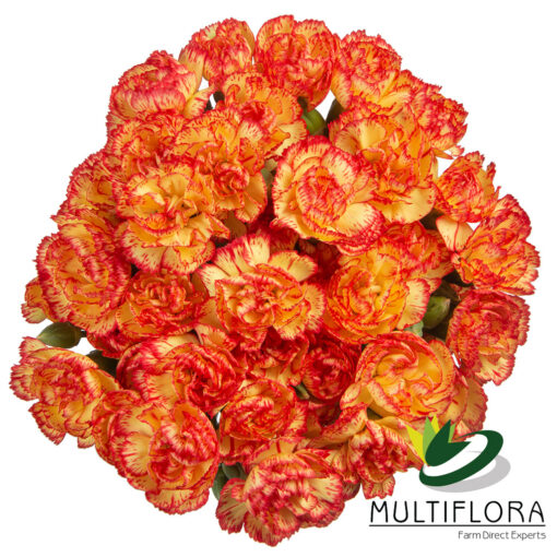 multiflora.com rosita 3