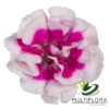 multiflora.com super trendy tessino 1