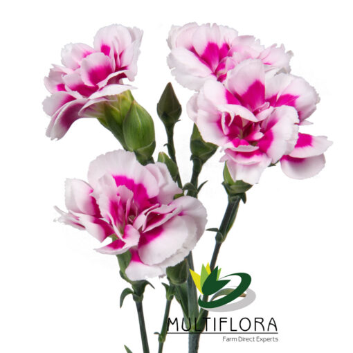 multiflora.com super trendy tessino 2