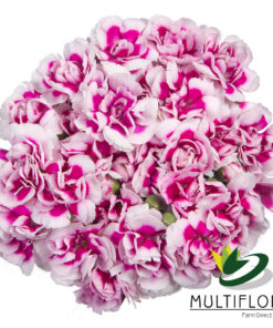multiflora.com super trendy tessino 3