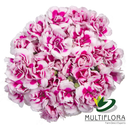 multiflora.com super trendy tessino 3