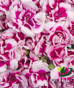 multiflora.com super trendy tessino 4