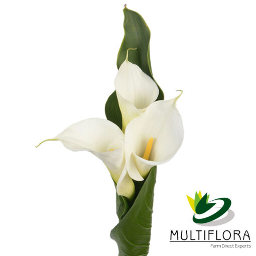 multiflora.com calla bouquets leveled callas leveled 3st
