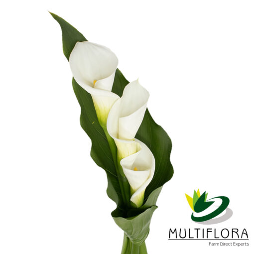 multiflora.com calla bouquets tiered callas tiered 3st