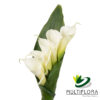 multiflora.com calla bouquets tiered callas tiered 5st