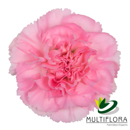 multiflora.com ornella 1