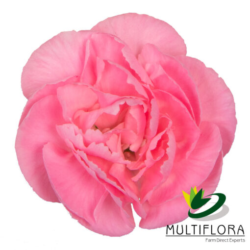 multiflora.com pink pigeon 1