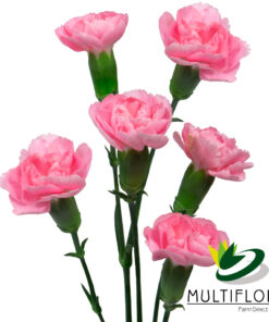 multiflora.com pink pigeon 2 1