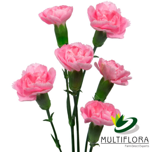 multiflora.com pink pigeon 2 1