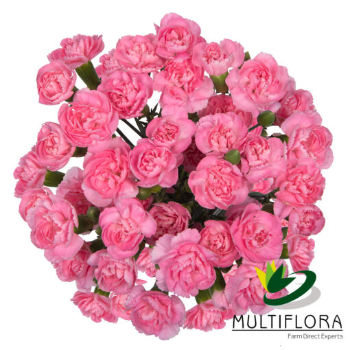multiflora.com pink pigeon 3