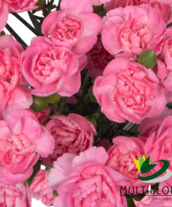 multiflora.com pink pigeon 4