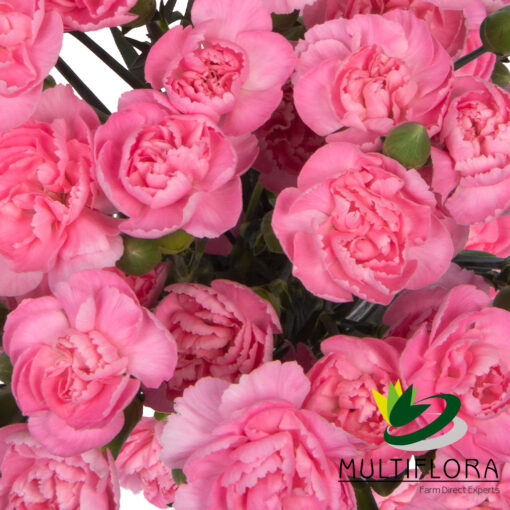 multiflora.com pink pigeon 4