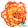 multiflora.com carimbo minicarnation fancy carimbo 3