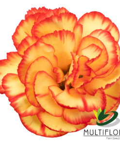 multiflora.com carimbo minicarnation fancy carimbo 3