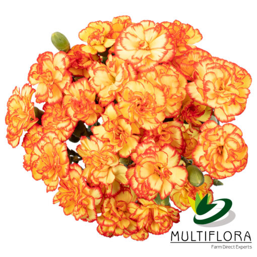 multiflora.com carimbo minicarnation fancy carimbo
