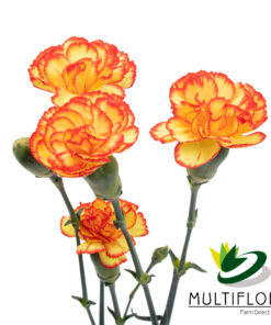 multiflora.com carimbo minicarnation fancy carimbo2