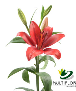 multiflora.com poker face lily red poker face 2