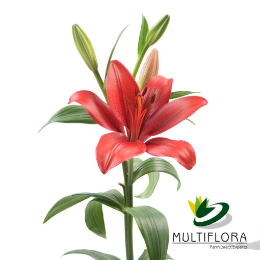 multiflora.com poker face lily red poker face 2