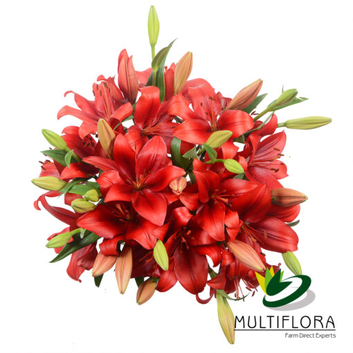 multiflora.com poker face lily red poker face 3