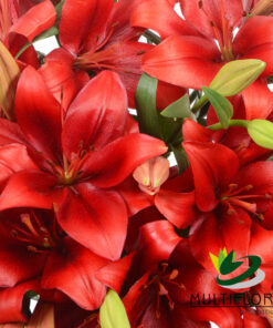 multiflora.com poker face lily red poker face 4