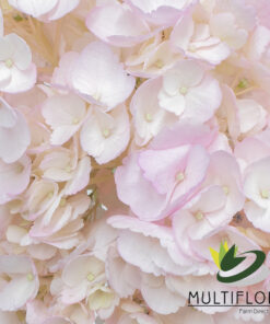 multiflora.com light pink lp1