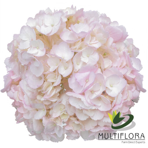 multiflora.com light pink lp2