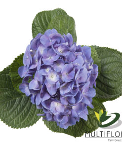 multiflora.com mini lavender lavander2