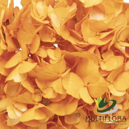 multiflora.com orange naranja1