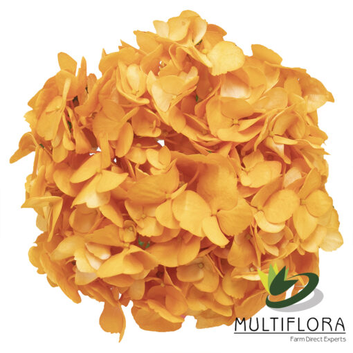 multiflora.com orange naranja2