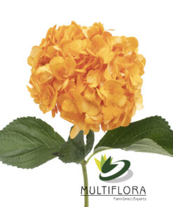 multiflora.com orange naranja3