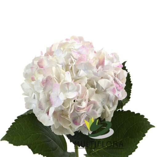 multiflora.com rose rose3