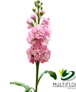 multiflora.com stock pink stock pink1