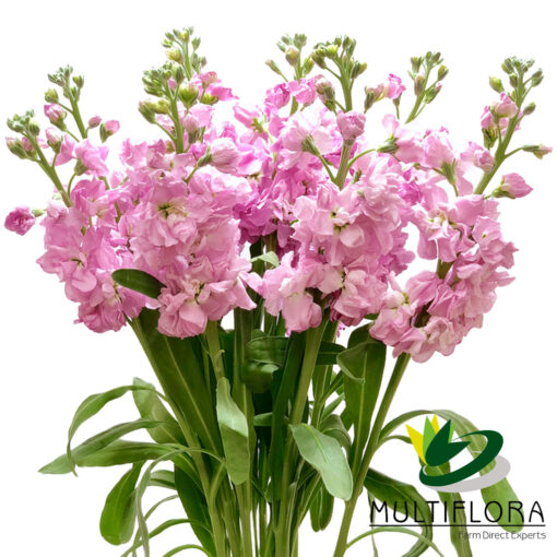 multiflora.com stock pink stocks pink2