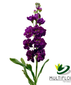 multiflora.com stock purple stock pur 1