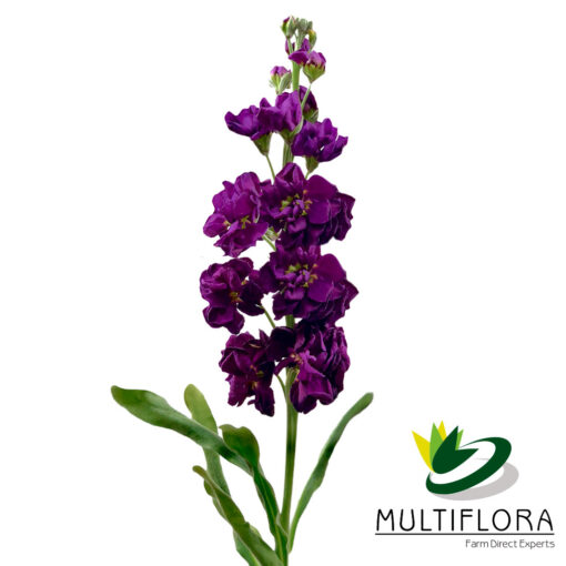 multiflora.com stock purple stock pur 1