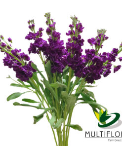 multiflora.com stock purple stocks pur 2
