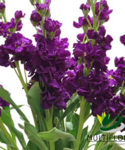 multiflora.com stock purple stocks purp 1