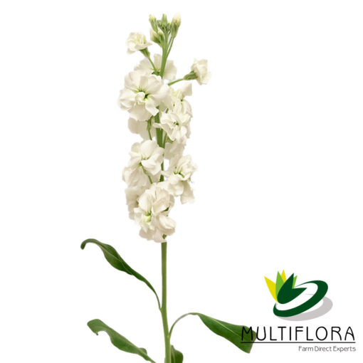 multiflora.com stock white stock white 1