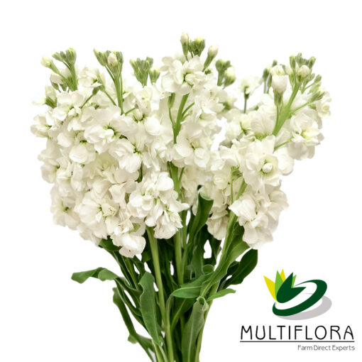 multiflora.com stock white stock white 2