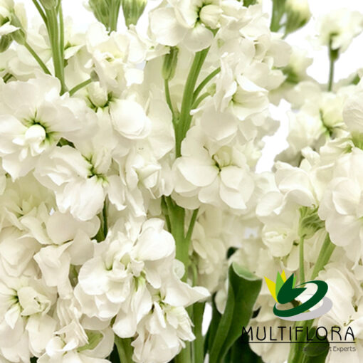 multiflora.com stock white stock white 3
