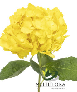 multiflora.com yellow yellow3