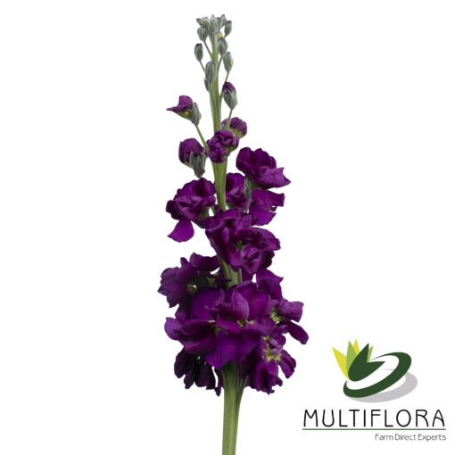 www.vistaflor.com stock purple stock purple 1