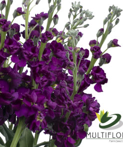 www.vistaflor.com stock purple stock purple 2