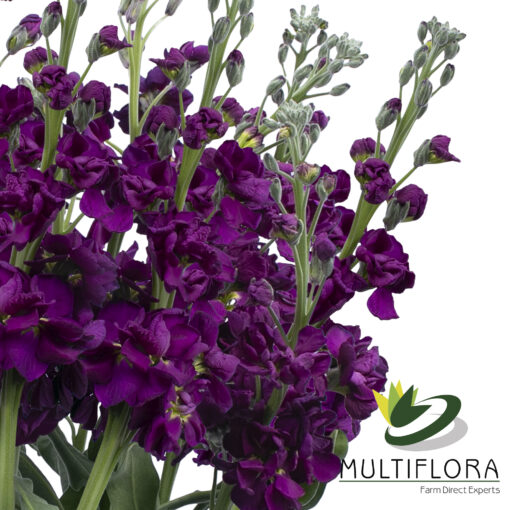 www.vistaflor.com stock purple stock purple 2
